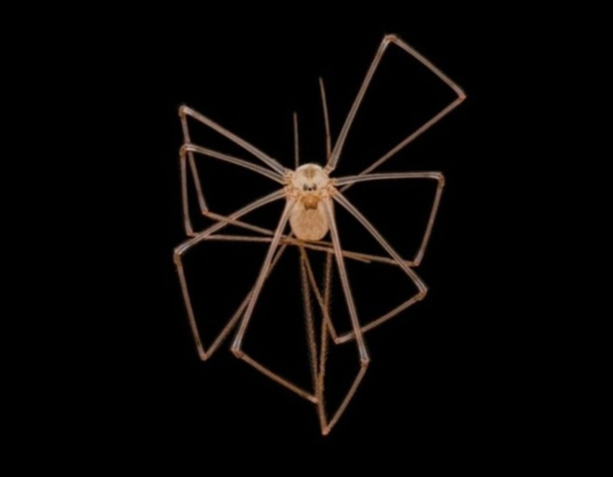 Aranha de porão de corpo comprido e pernas longas microfotografia fotografia de microscópio