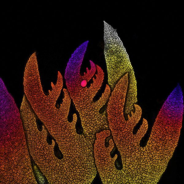 Ponta crescente de uma alga vermelha microfotografia fotografia de microscópio