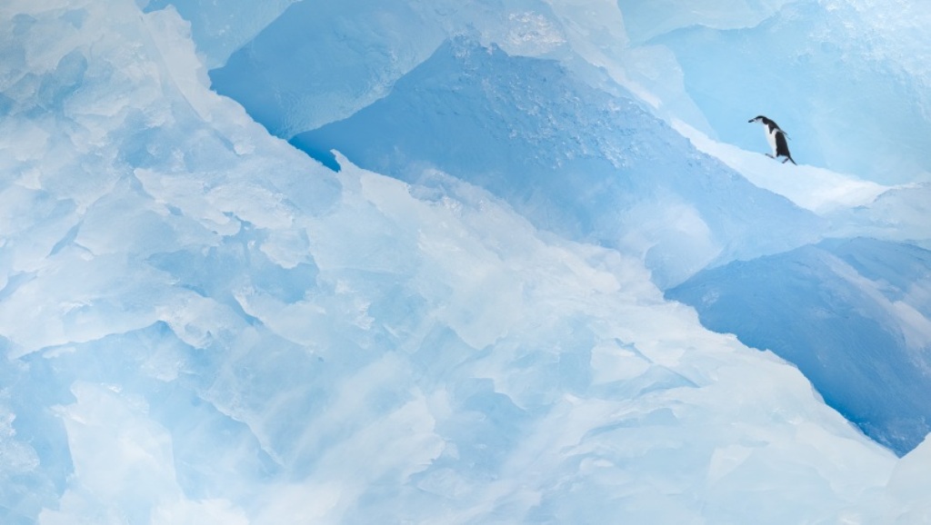 pinguim iceberg concurso de fotografia prêmio de fotografia fotografia da vida selvagem 