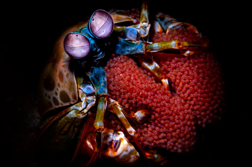 camarão e ovos concurso de fotografia prêmio de fotografia fotografia da vida selvagem Indonésia