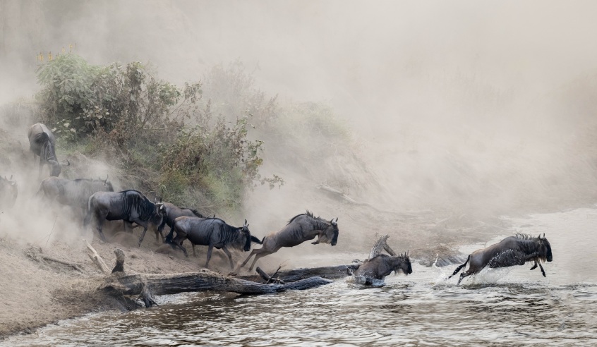 gnus atravessando o rio concurso de fotografia prêmio de fotografia fotografia da vida selvagem África