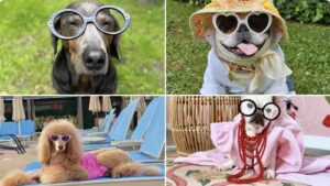Cachorros com looks inspirados em Iris Apfel 