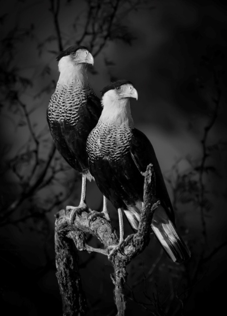 carcarás concurso de fotografia prêmio de fotografia fotografia da vida selvagem Texas