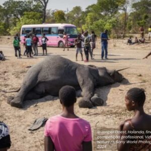 Elefante deitado entre pessoas em Zâmbia, é uma das fotos de natureza que concorre ao prêmio Sony Photography Awards
