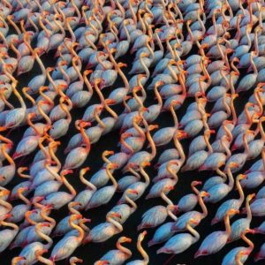 Flamingos prêmio fotografia de drone concurso internacional