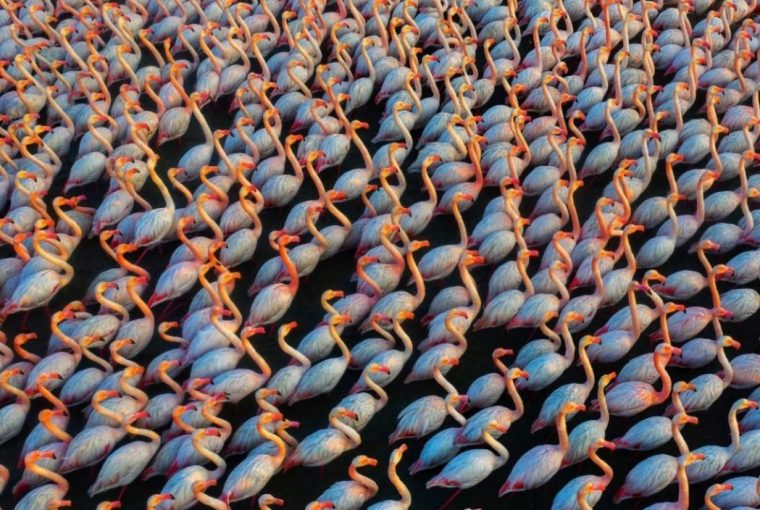 Flamingos prêmio fotografia de drone concurso internacional