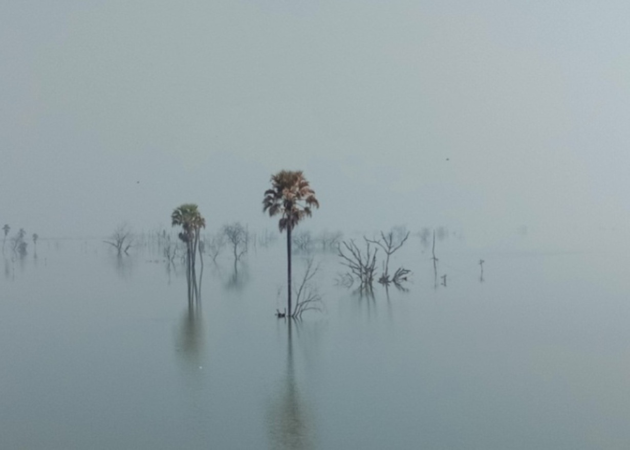 árvores e névoa concurso de fotografia prêmio de fotografia fotografia da natureza Índia