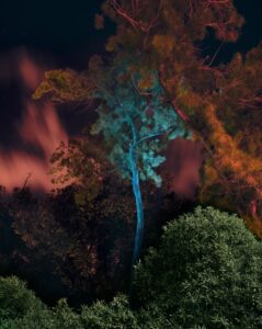 Árvore e o céu noturno de Palermo, Itália, iluminado pelos incêndios florestais, é uma das fotos de Paisagem finalista do Sony Photography Awards