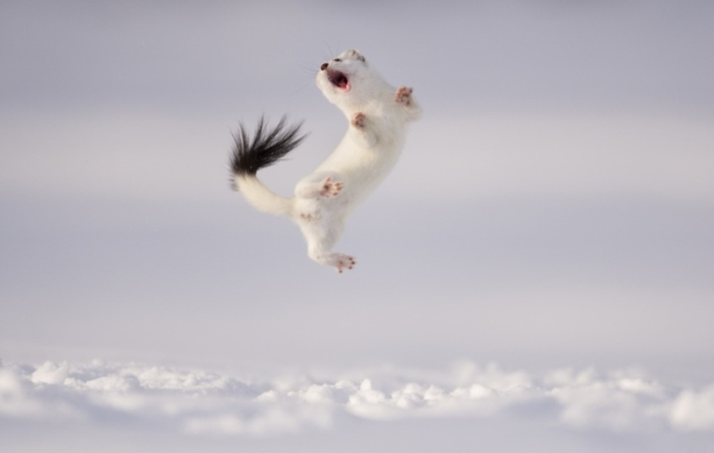 arminho pulando concurso de fotografia prêmio de fotografia fotografia da vida selvagem