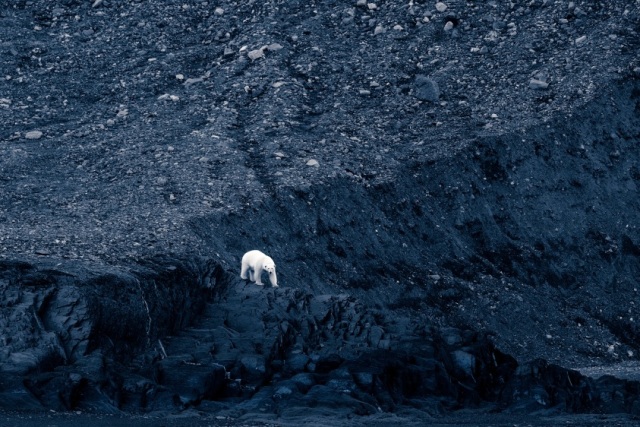 urso polar concurso de fotografia prêmio de fotografia fotografia da vida selvagem Ártico
