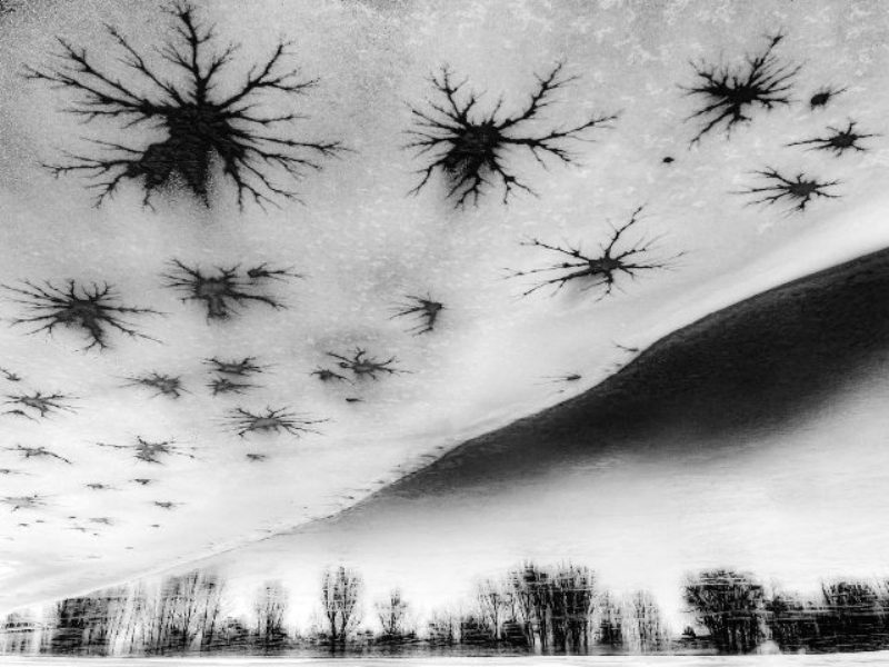estrelas de gelo com árvores ao fundo concurso prêmio de fotografia da natureza