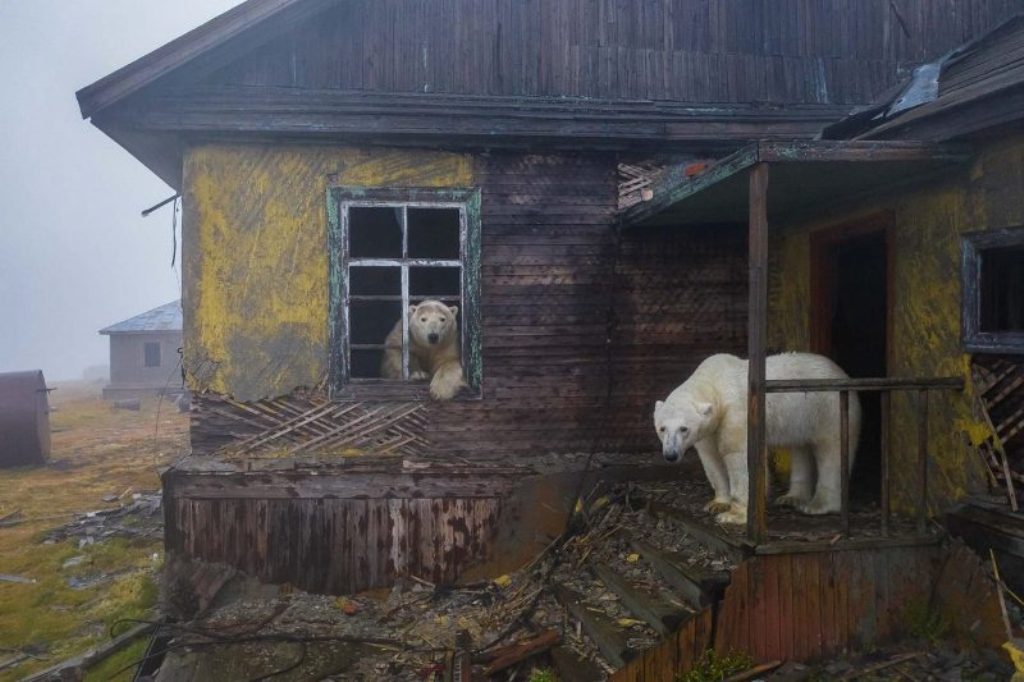 ursos em vila abandonada oncurso prêmio de fotografia da natureza vida selvagem