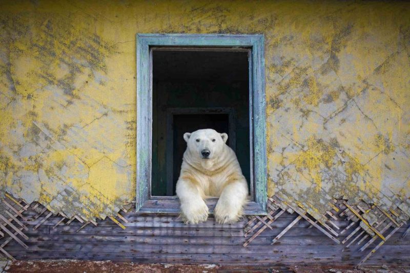 urso polar na janela concurso prêmio de fotografia da natureza vida selvagem