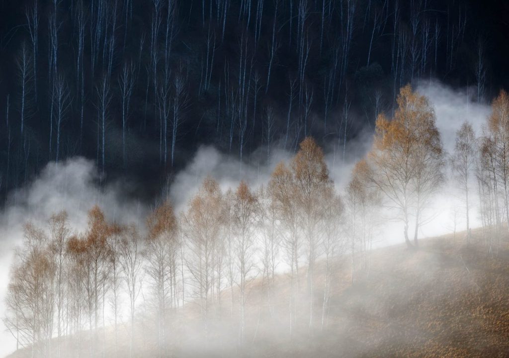 nevoeiro e árvores concurso prêmio de fotografia natureza