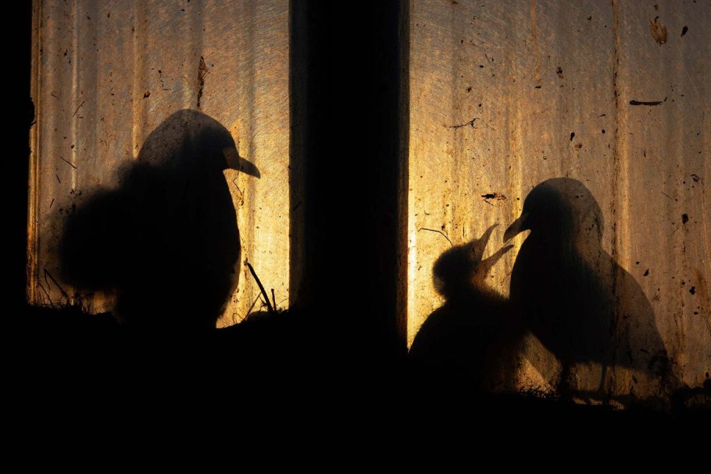 gaivotas sombra janela concurso prêmio fotografia da natureza 