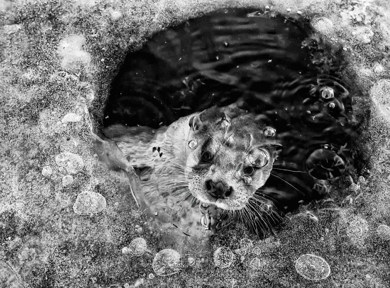 lontra no buraco de gelo concurso prêmio de fotografia da natureza vida selvagem