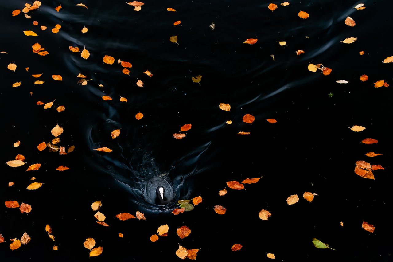 ave nadando no lago concurso prêmio de fotografia da natureza