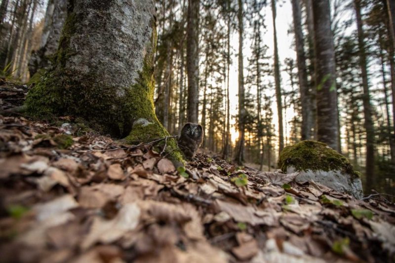 filhote de coruja na floresta concurso prêmio de fotografia da natureza vida selvagem