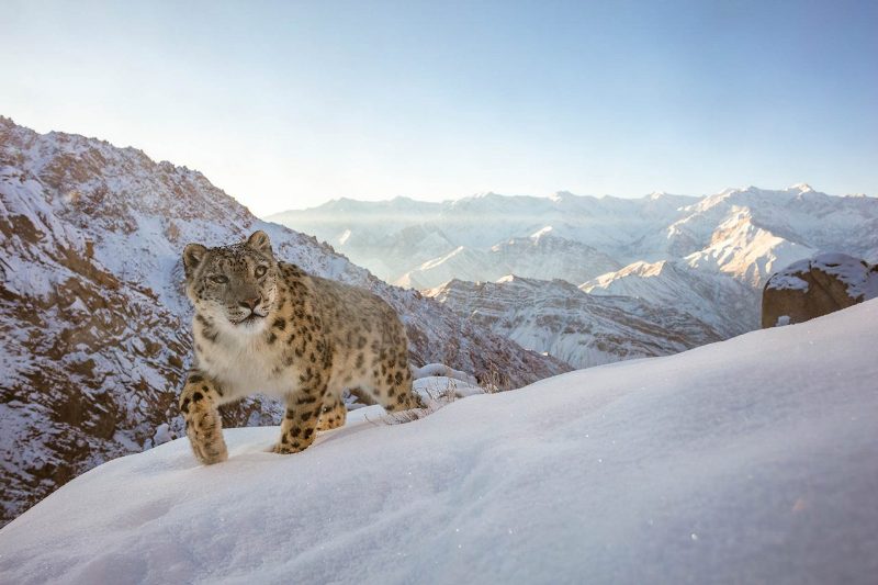 leopardo-das-neves na montanha concurso prêmio de fotografia da natureza vida selvagem