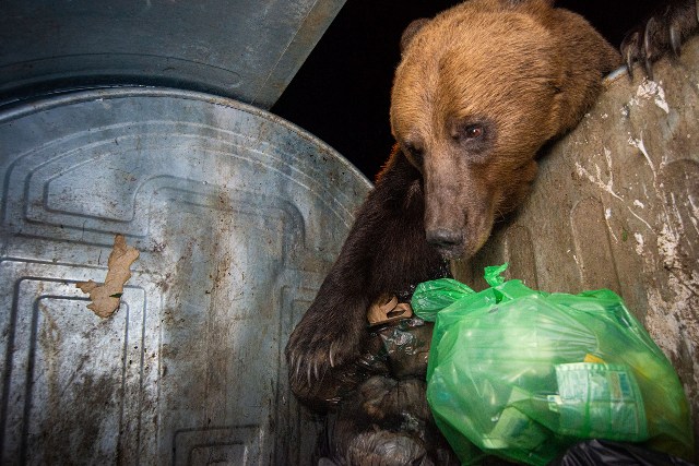 urso mexendo no lixo concurso prêmio fotografia da natureza