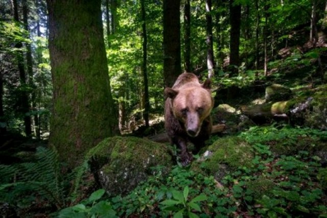 uros na floresta concurso prêmio fotografia da natureza vida selvagem
