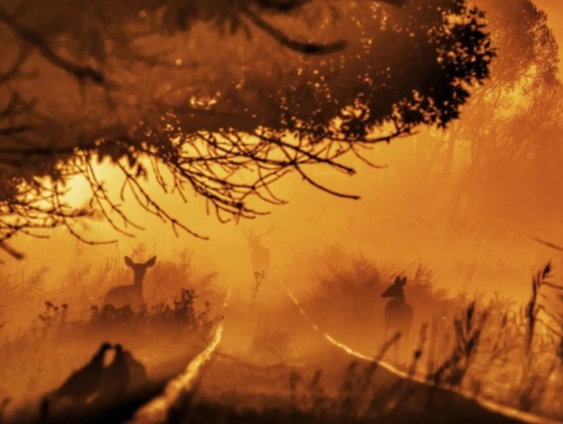 amanhecer na floresta concurso de fotografia prêmio de fotografia fotografia da natureza