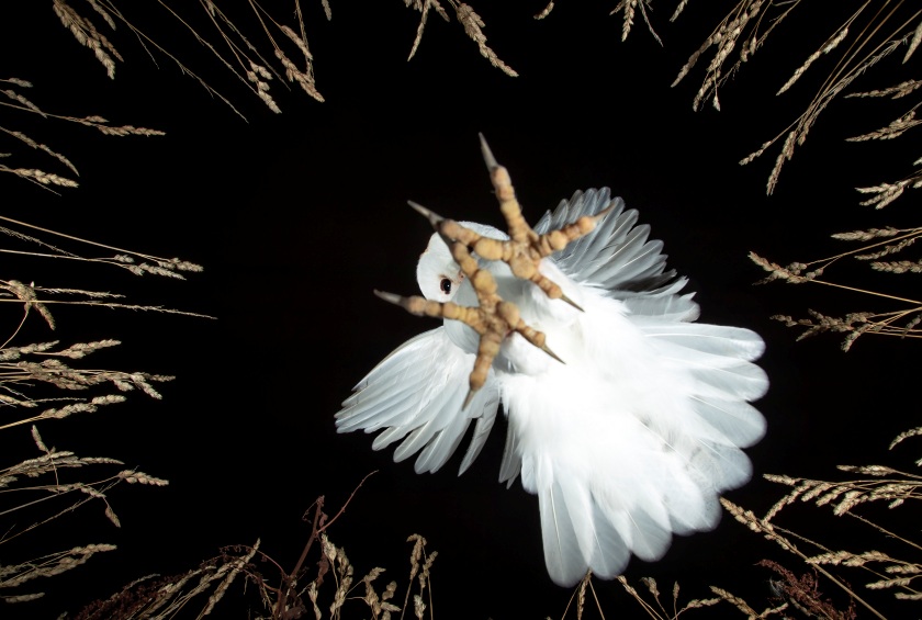coruja concurso de fotografia prêmio de fotografia fotografia da vida selvagem