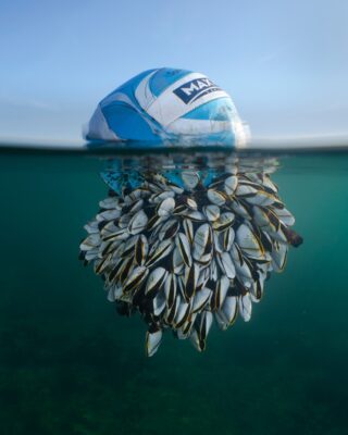 Bola boiando com cracas agarradas, foto vencedora de concurso de fotografia de natureza britânico