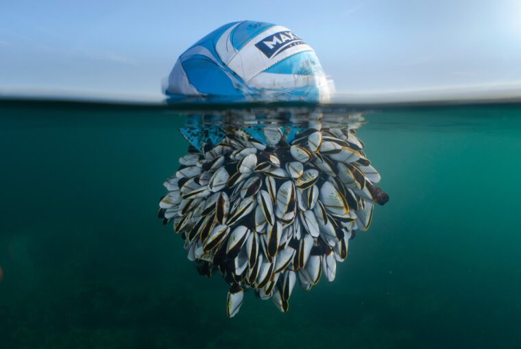 Bola boiando com cracas agarradas, foto vencedora de concurso de fotografia de natureza britânico