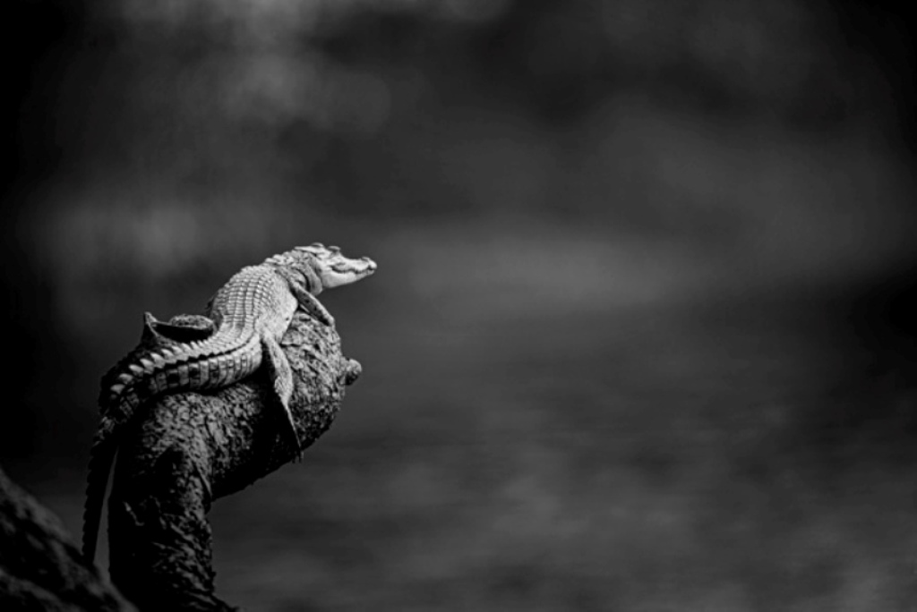 crocodilo empoleirado concurso de fotografia da natureza India