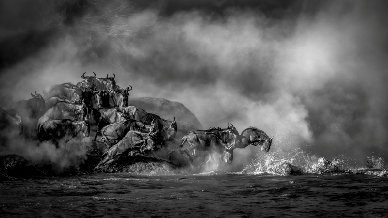 manada de gnus concurso de fotografia Quênia