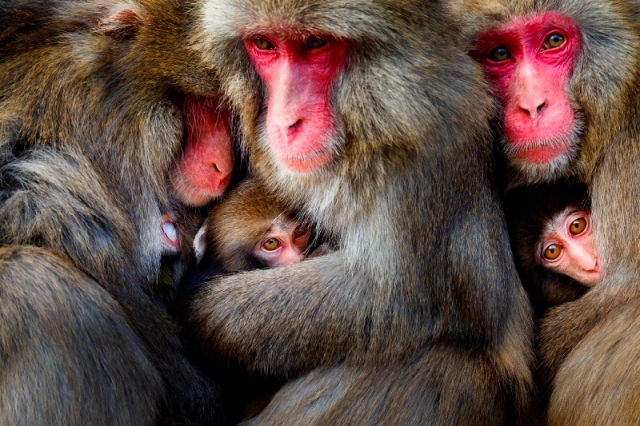 macacos se abraçando concurso de fotografia da natureza Japão