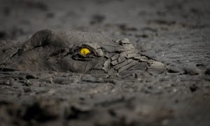 crocodilo coberto de lama concurso de fotografia da natureza Zimbaúbe