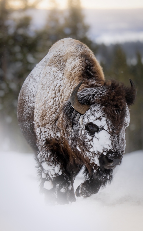 bisão coberto de neve concurso de fotografia da natureza EUA