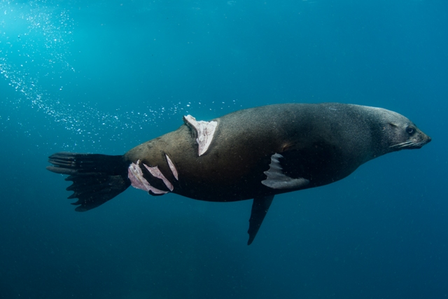 foca ferida concurso de fotografia da natureza Austrália