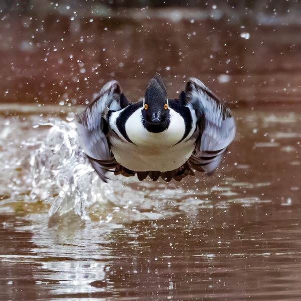 pato mergulhão concurso de fotografia da natureza EUA