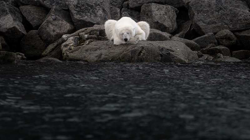 urso polar em pose de ioga concurso de fotografia da natureza Pólo Norte