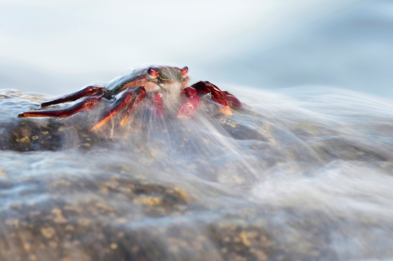 caranguejo coberto pela onda concurso de fotografia da natureza Espanha
