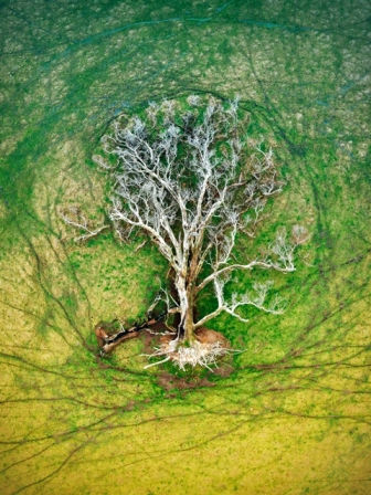 árvore da vida concurso de fotografia da natureza Austrália