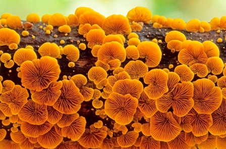 fungos amarelos concurso de fotografia da natureza Singapura