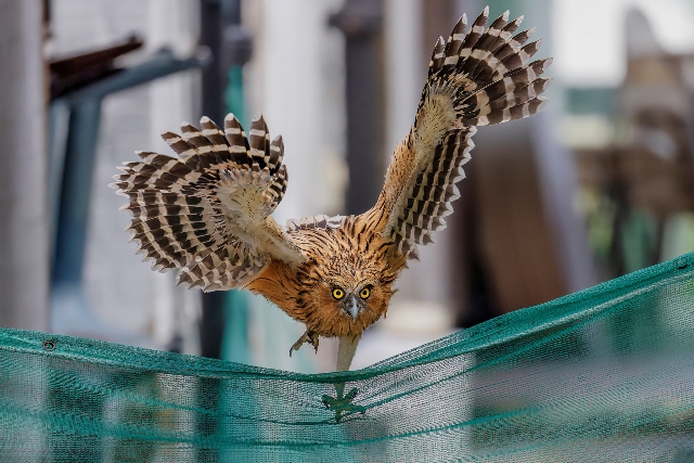 coruja de asas abertas concurso de fotografia da natureza Singapura