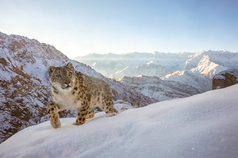 leopardo das neves concurso de fotografia Índia