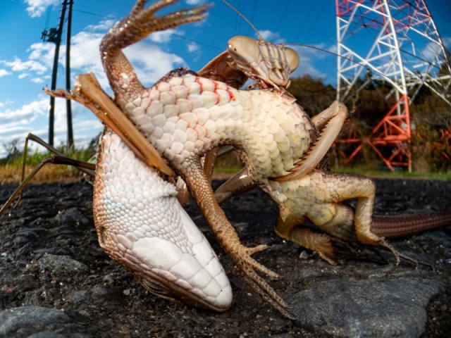 louva a deus e lagarto luta concurso de fotografia Japão