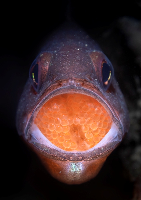 peixe com ovos na boca concurso de fotografia da natureza