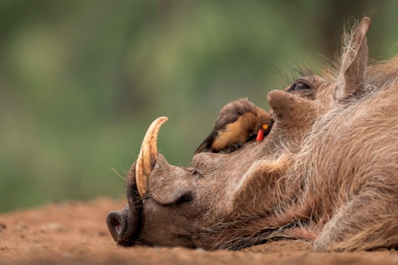 pássaro pica-bois e seu hospedeiro concurso de fotografia da natureza África do Sul