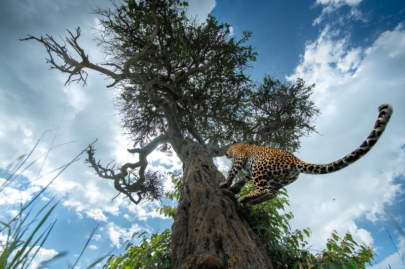 leopardo na árvore concurso de fotografia da natureza Quênia