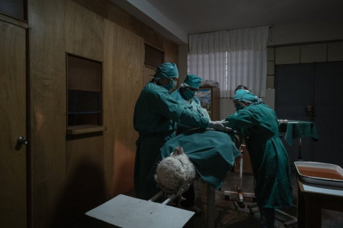 equipe médica cirurgia alpaca concurso prêmio fotojornalismo WPP