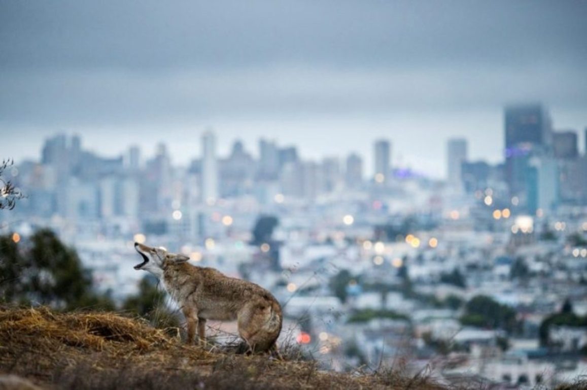 coiote uivando perto da cidade fotografia mudança climática concurso fotografia Sony Award