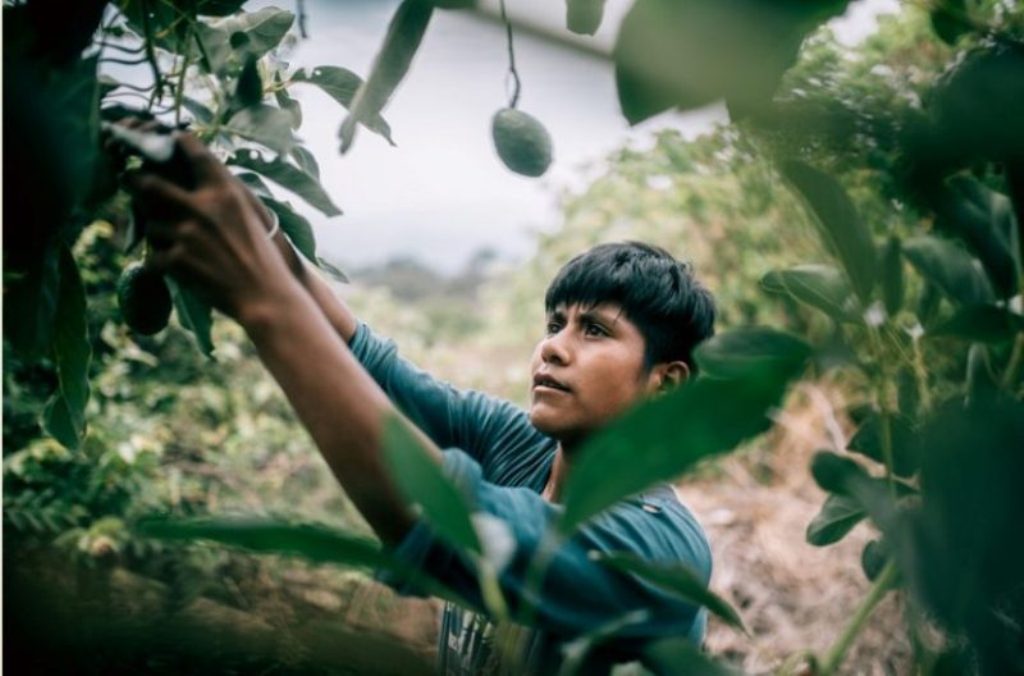 homem colhendo abacate fotografia mudança climática concurso fotografia Sony Award