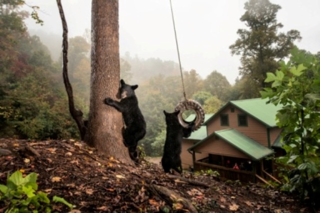 ursos brincando balanço quintal casa fotografia mudança climática concurso fotografia Sony Award